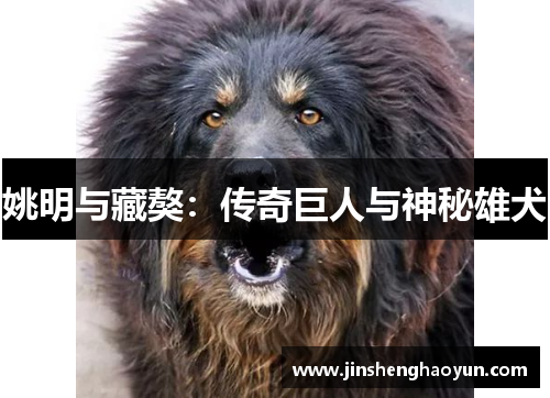 姚明与藏獒：传奇巨人与神秘雄犬